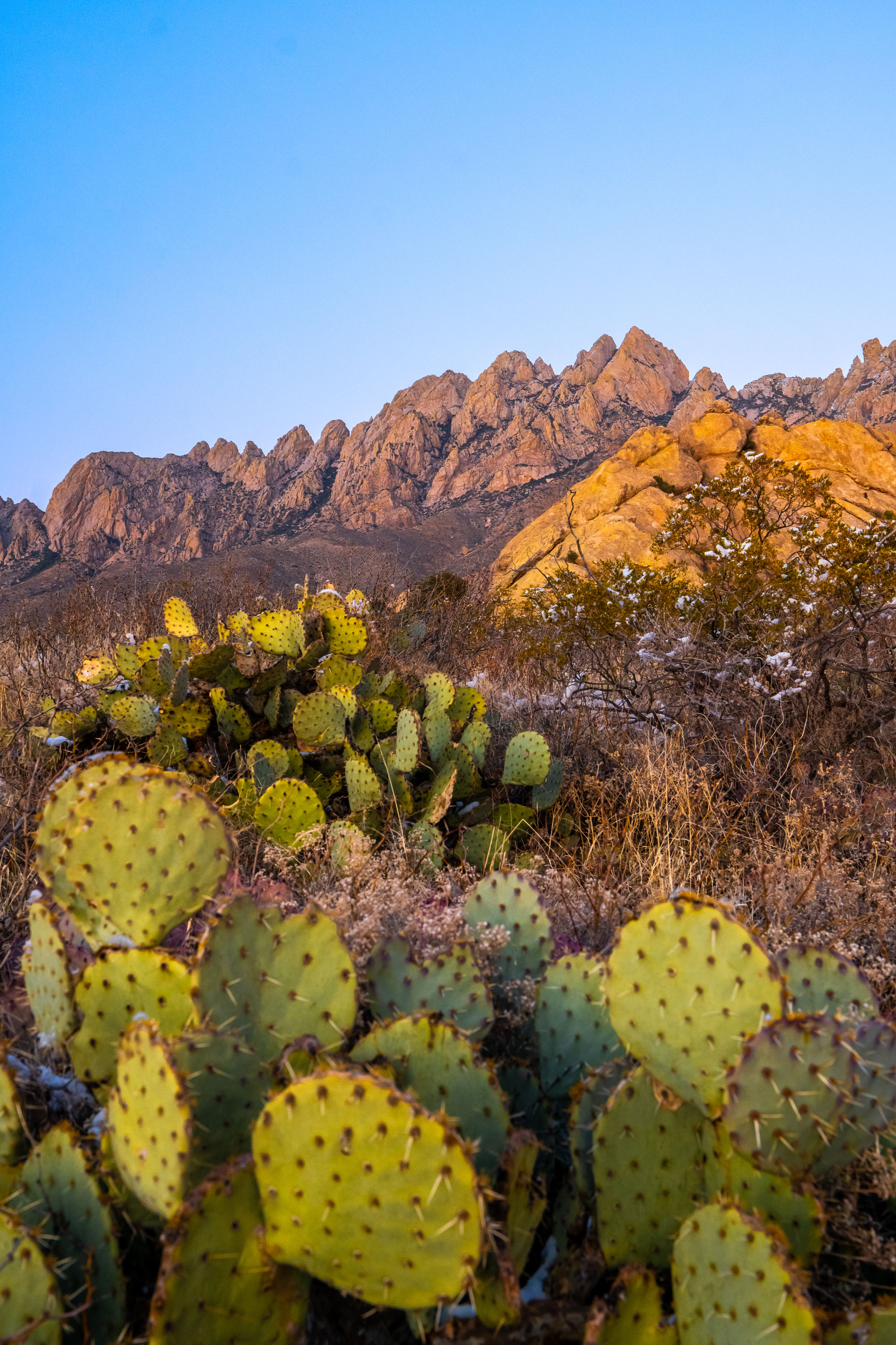 organ mountain landscape photo with cactus at close range
